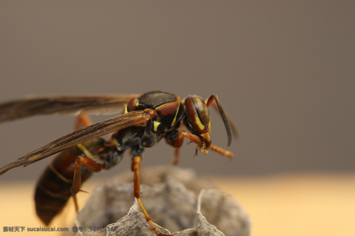 大黄蜂 马蜂 蜜蜂 蜂巢 毒针 致命 危险 昆虫 产卵 孵化 新生 生物世界
