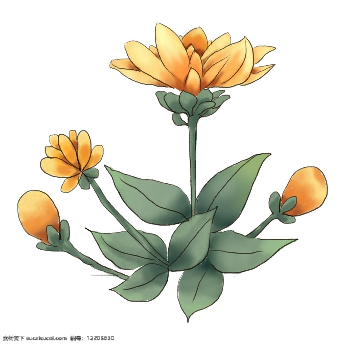 黄色 花卉 透明 装饰 水彩 免 扣 花朵 透明素材 卡通素材