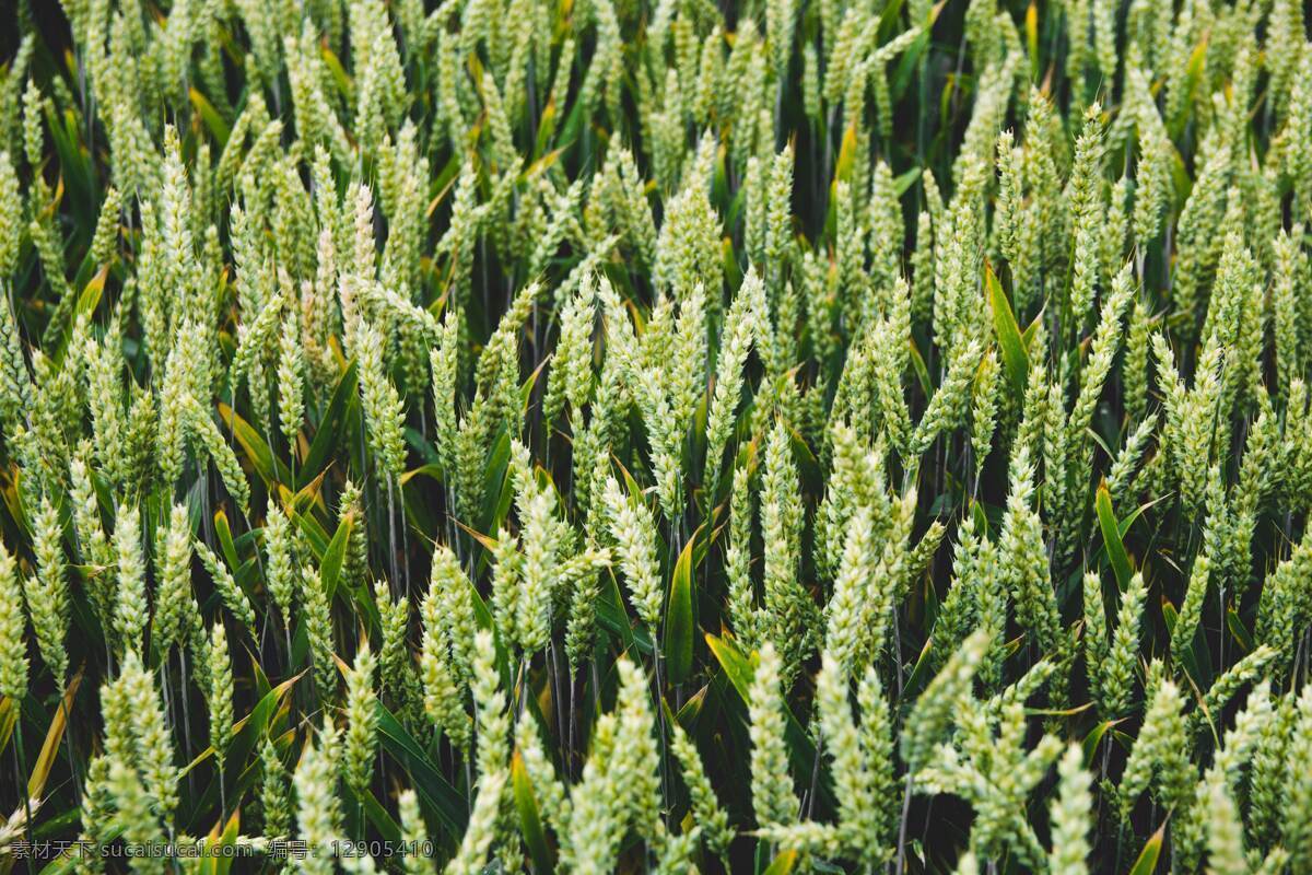 绿色小麦 麦穗 小麦 绿色 麦子 庄稼 生活百科 生活素材