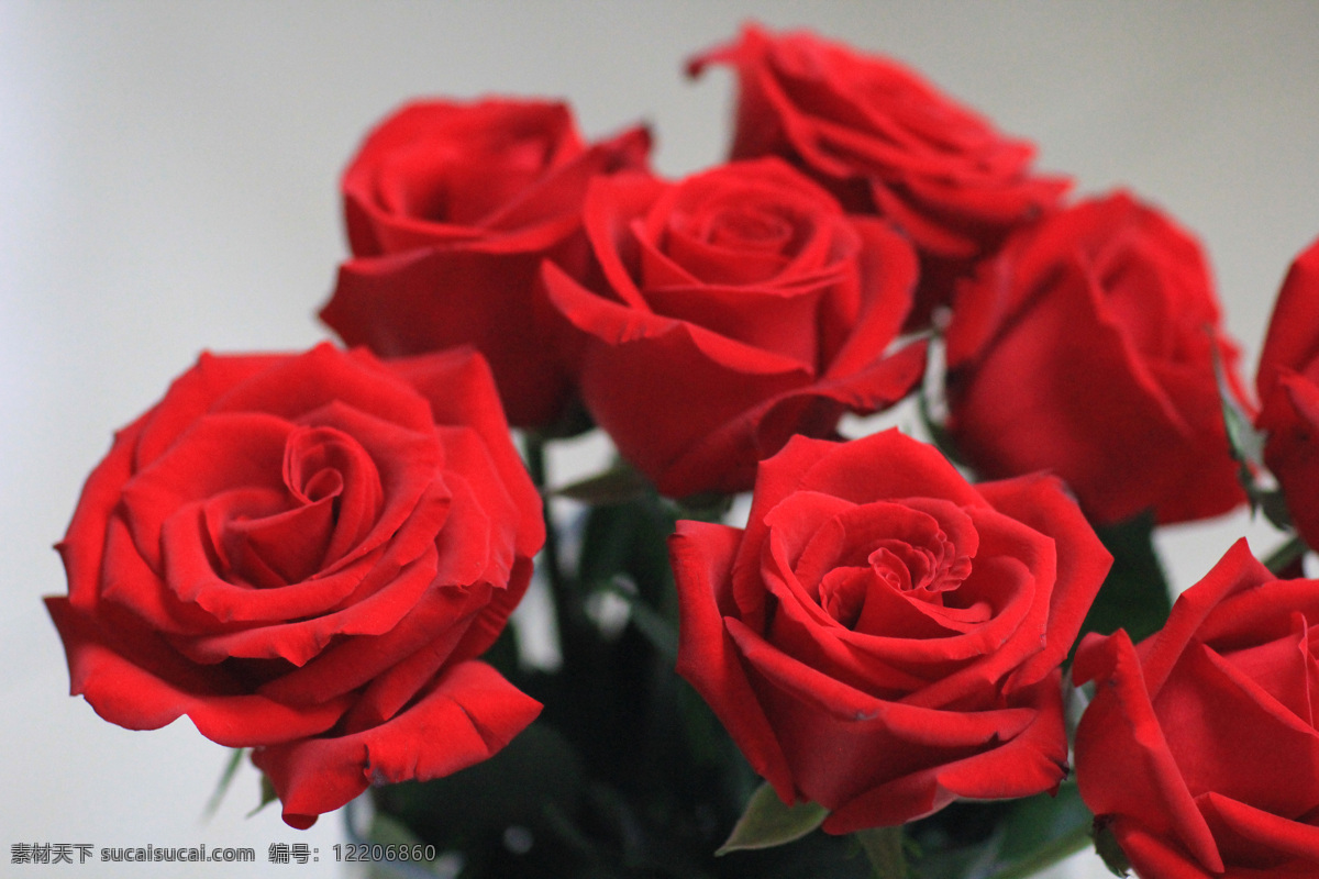 大红玫瑰 玫瑰 红玫瑰 插花 静物 玫瑰特写 鲜花 鲜花素材 生物世界 花草