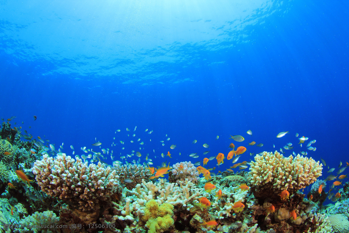 海底 世界 海底世界 海洋生物 风景 生物世界