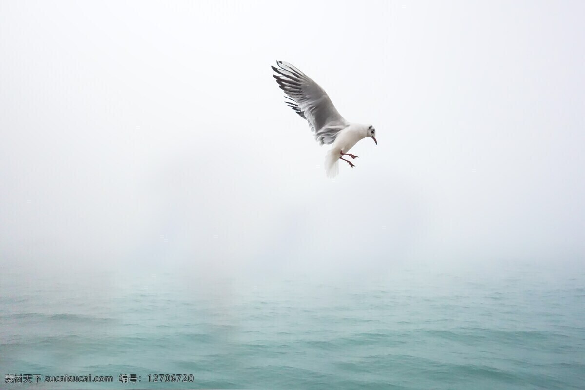 海鸟 飞翔 海平面 海鸥 鸟 海面 雾 霾 河 翱翔 捕鱼 抓鱼 生物世界 鸟类