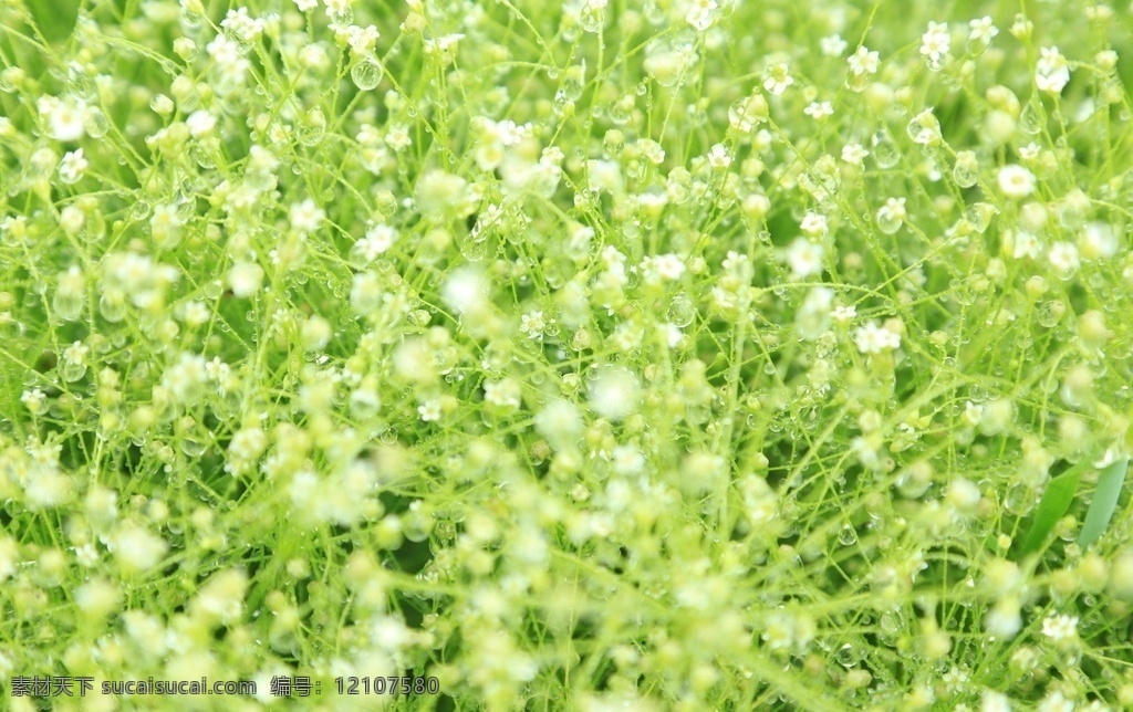 满天星 绿色 小草 植物 小白花 雨后 雨珠 生物世界 花草