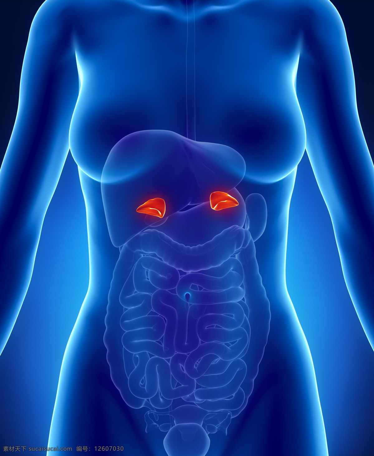 女性 内脏 肠胃 器官 女性器官 肝脏器官 肠胃器官 人体器官 医疗科学 医学 人体器官图 人物图片