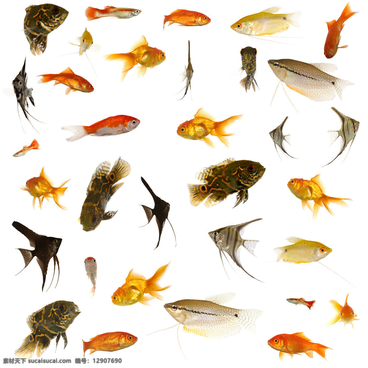 热带鱼 素材图片 动物 海鱼 金鱼 生物世界 鱼类 热带鱼素材