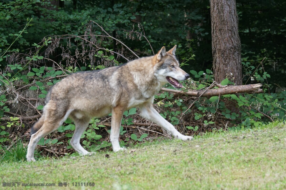 野狼 大灰狼 野兽 猛兽 孤狼 狼群 野生动物 保护动物 生物世界