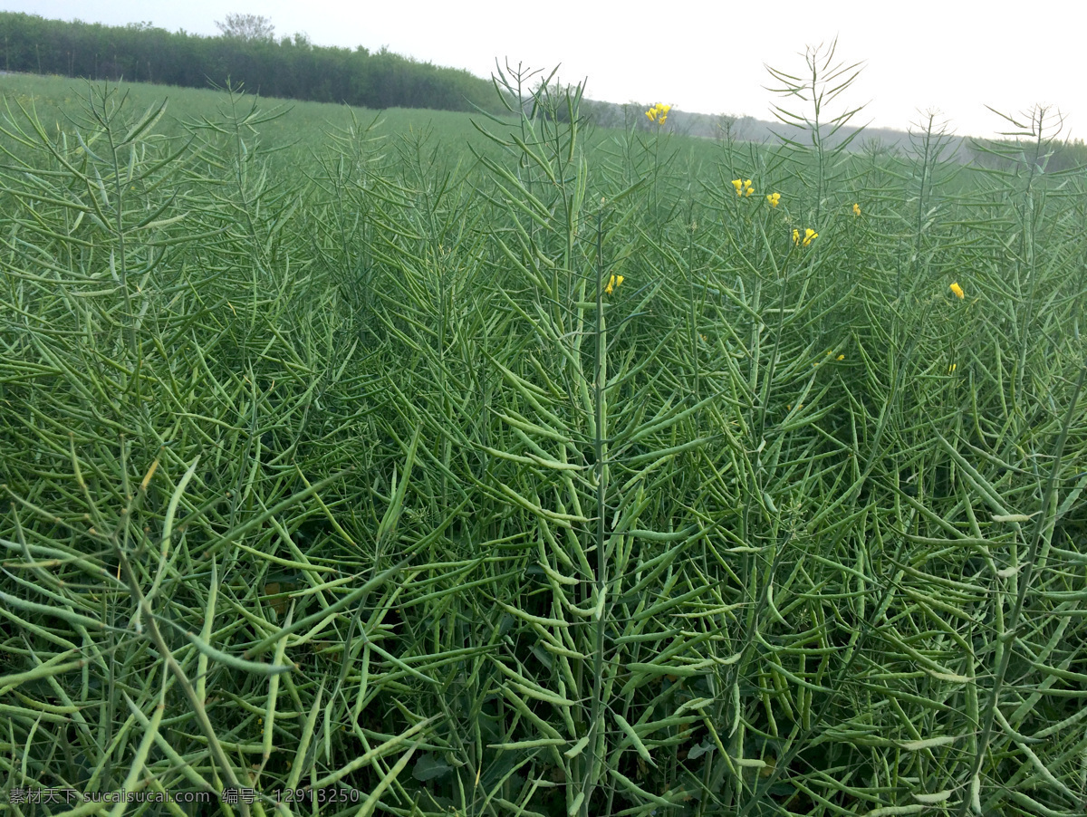 油菜籽 油菜 油籽 农作物 榨油植物 乡村 田间地头 菜籽 自然景观 田园风光