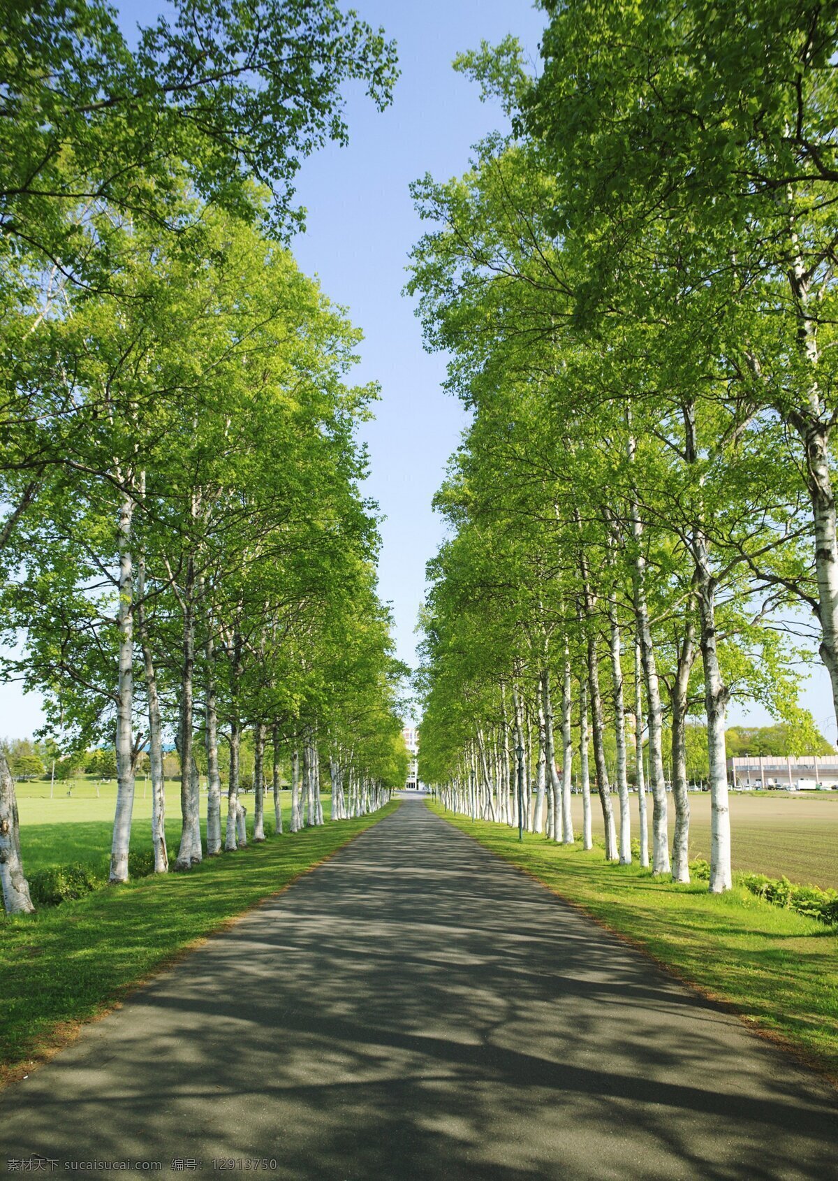 北海道风景 风景 旅游 碧绿 树成林 美景 北海道 夏季风景 漂亮 笔直 风景名胜 自然景观
