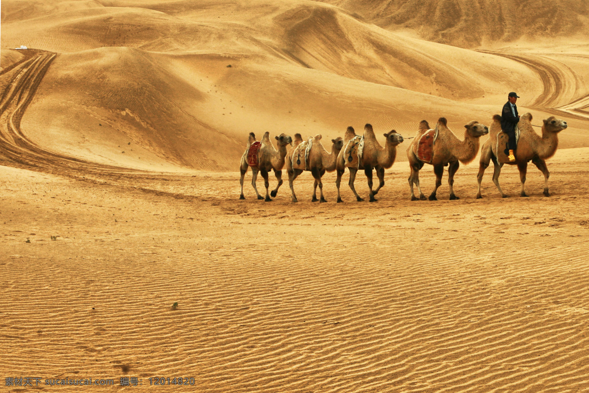 蒙古包 大漠驼铃 沙漠 一群骆驼 国内旅游 旅游摄影