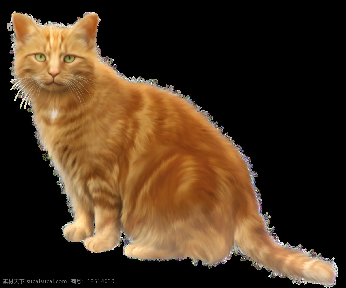 漂亮 棕 黄色 猫 免 抠 透明 可爱 小 猫咪 小猫 高清 小猫图片 小猫素材
