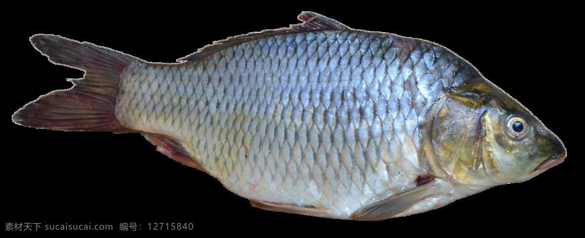 海洋鱼类 图谱 海鲜 鱼类 食物鱼 热带鱼 鱼图谱 深海鱼 生物世界
