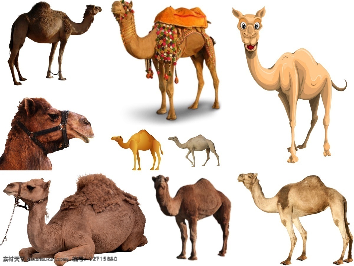 骆驼 免 扣 高清 素材图片 骆驼png 高清骆驼图片 文件 骆驼免扣素材 骆驼素材 生物世界 野生动物
