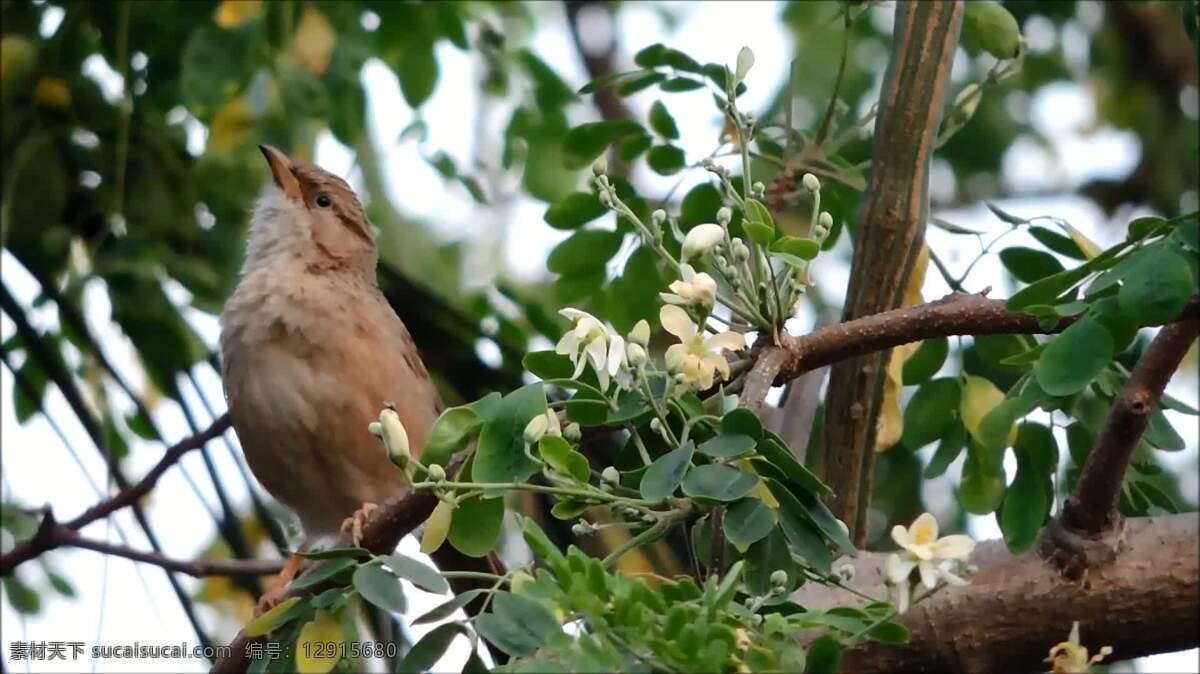 一只鸟的特写 动物 自然 鸟 羽毛 野生动物 芬奇 苍头燕雀 歌唱的鸟 鸣禽 花园 小的