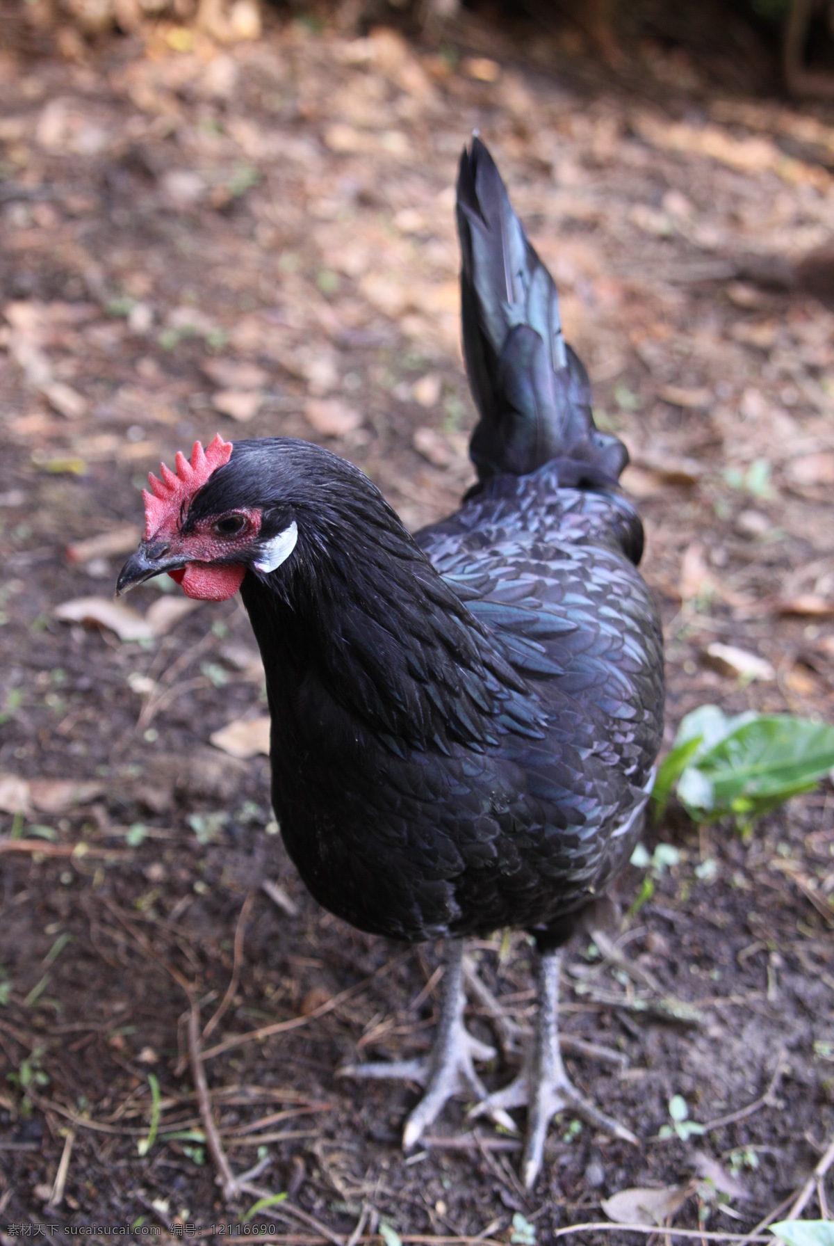 乌骨鸡 黑色 雄鸡 鸡冠 觅食 绿色食品 放养 家禽家畜 生物世界