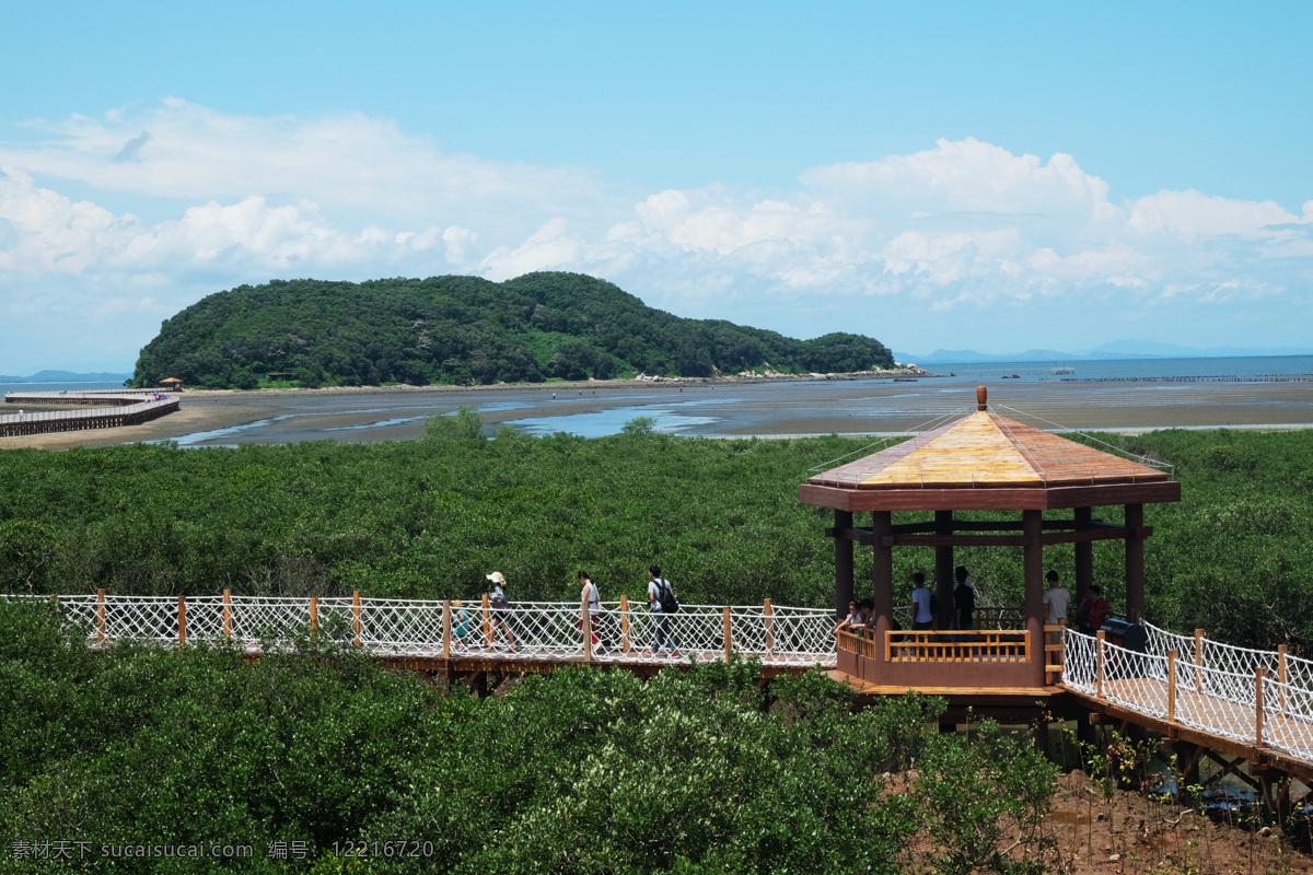 红树林 湿地 公园 湿地公园 阳江 东岛 长廊 海中岛 旅游摄影 国内旅游