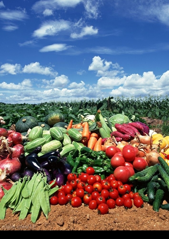 田间蔬菜 蔬菜 摄影图 生物世界 田园蔬菜水果 摄影图库