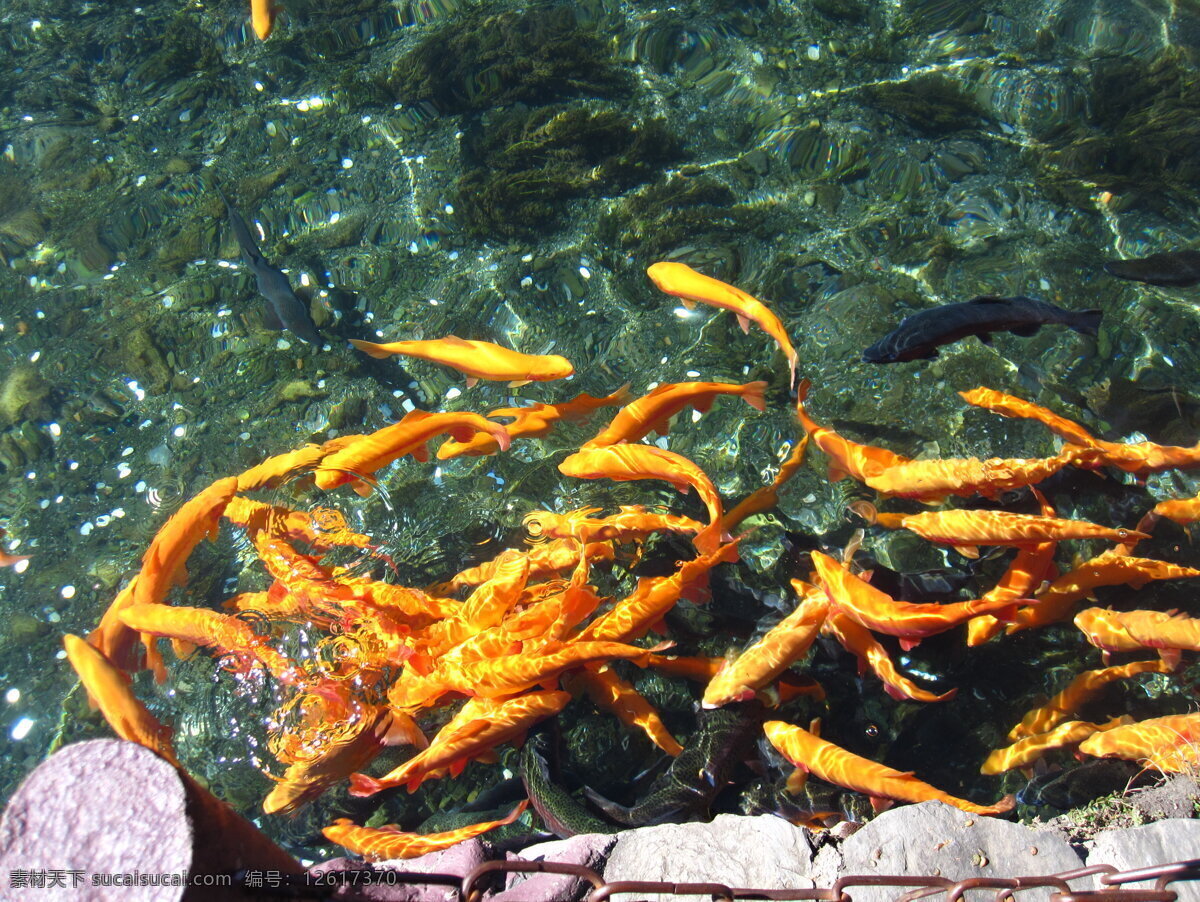 鱼免费下载 河水 黄色 生物世界 鱼 鱼类