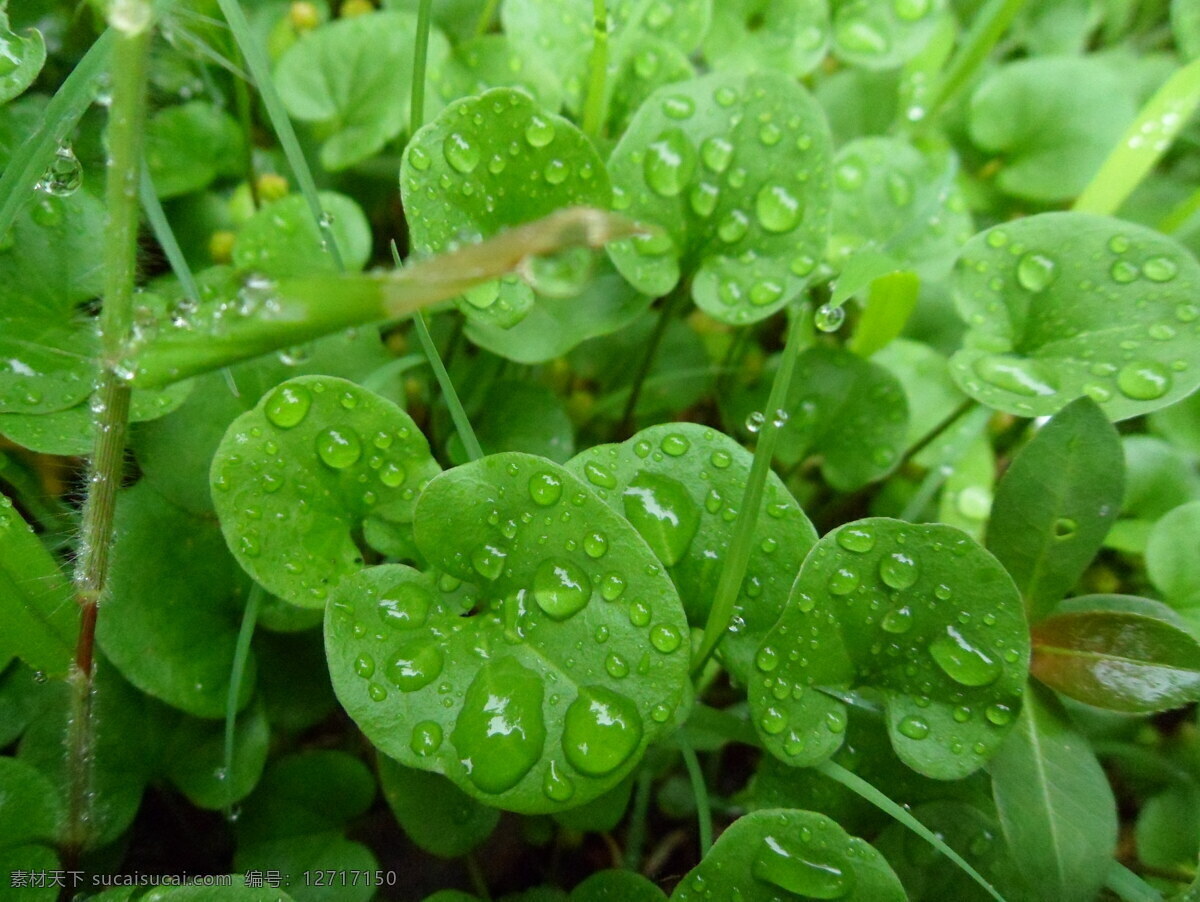 雨后绿叶 叶 绿叶 雨后 自然 绿色 水珠 晶莹 清新 花草 生物世界