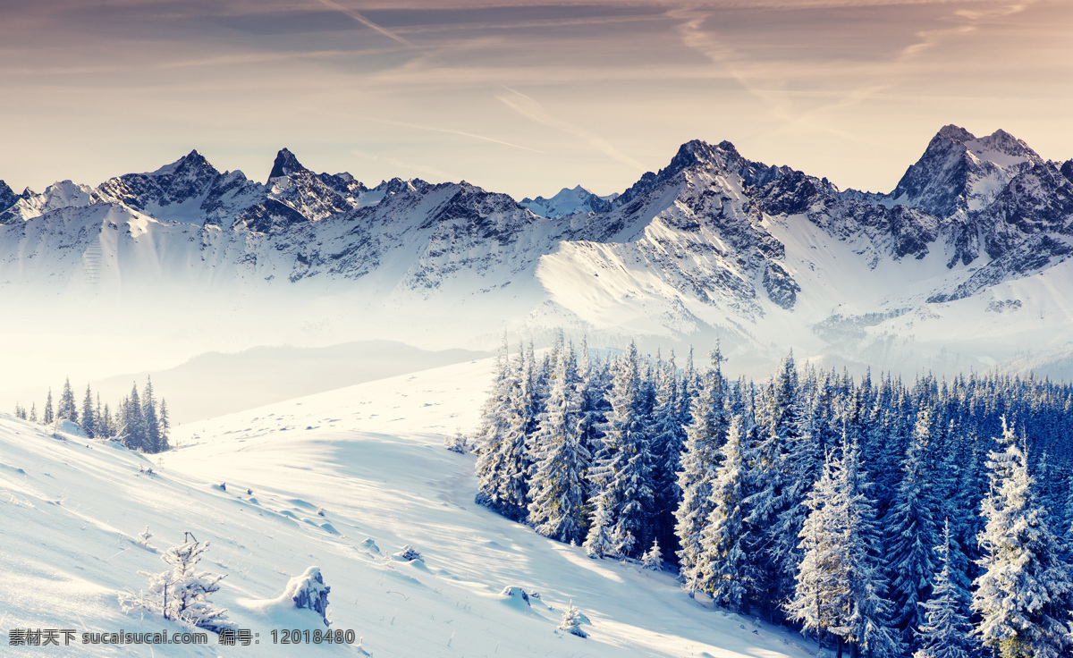 冬天 雪松 雪山 冬天风景 雪地 树林 山水风景 风景图片