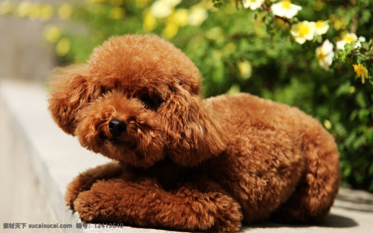 可爱 泰迪 犬 高清 小狗图片 泰迪犬 棕色 幼犬 小狗