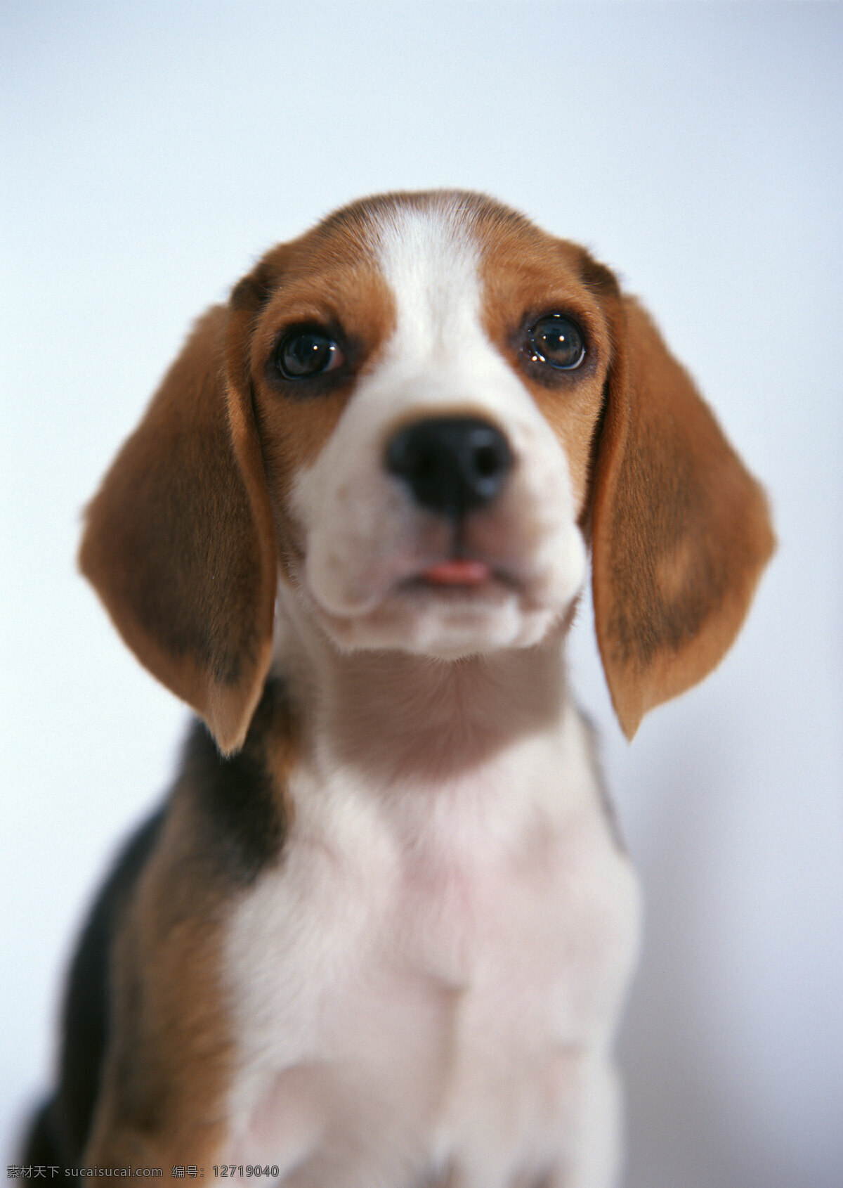 宠物狗 特写 宠物 可爱 小狗 名犬 名贵犬种 犬科动物 陆地动物 生物世界 狗狗图片