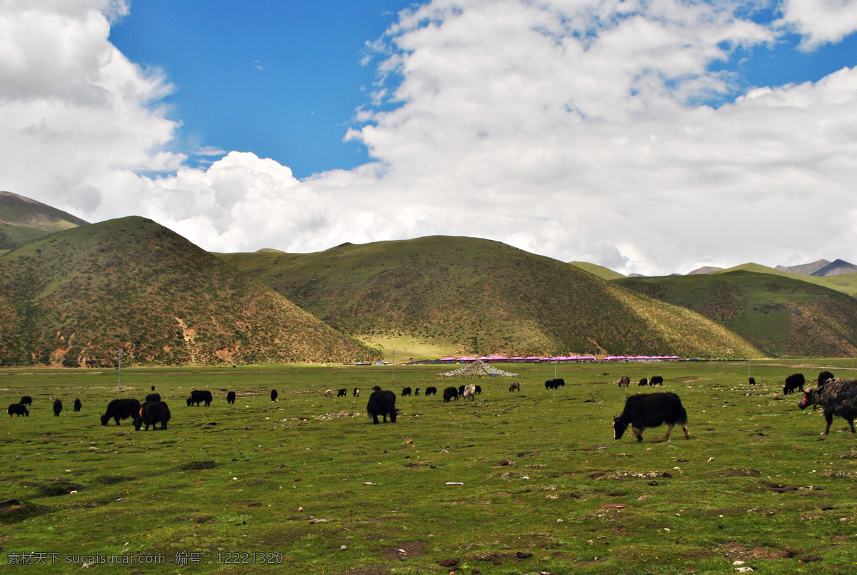 西藏 西藏牛羊 米拉山 西藏山路 西藏山峦 西藏田园 西藏蓝天 西藏夏天 西藏光影 西藏高清图片 旅游摄影 国内旅游 高原 西藏风景 蓝天 白云 绿草地 生物世界 家禽家畜 灰色