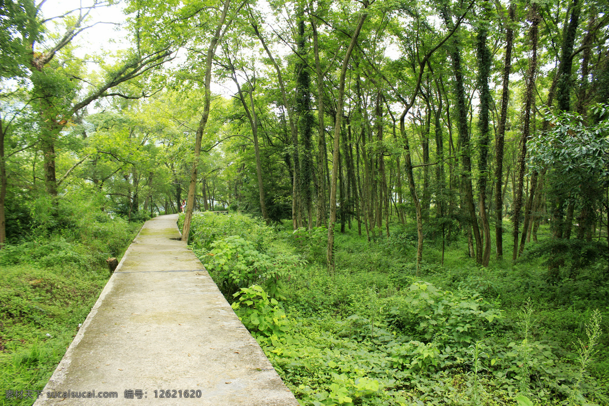 树林小径 树林 树林小路 小路 小道 道路 林荫小道 林荫小路 小径 幽静的小路 笔直的小路 森林小路 森林道路 树林中小路 自然景观 自然风景