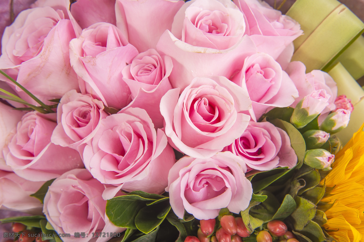 粉色 香槟玫瑰 花束 鲜花 粉色花朵 玫瑰花束