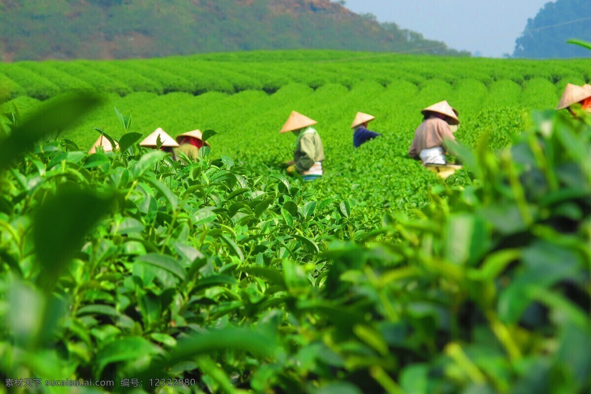 采茶 摘茶 茶园 茶树 茶庄 种植园 茶地 茶山 田园风光 农家 乡村 田间劳作 自然风景 山水 田园 自然景观