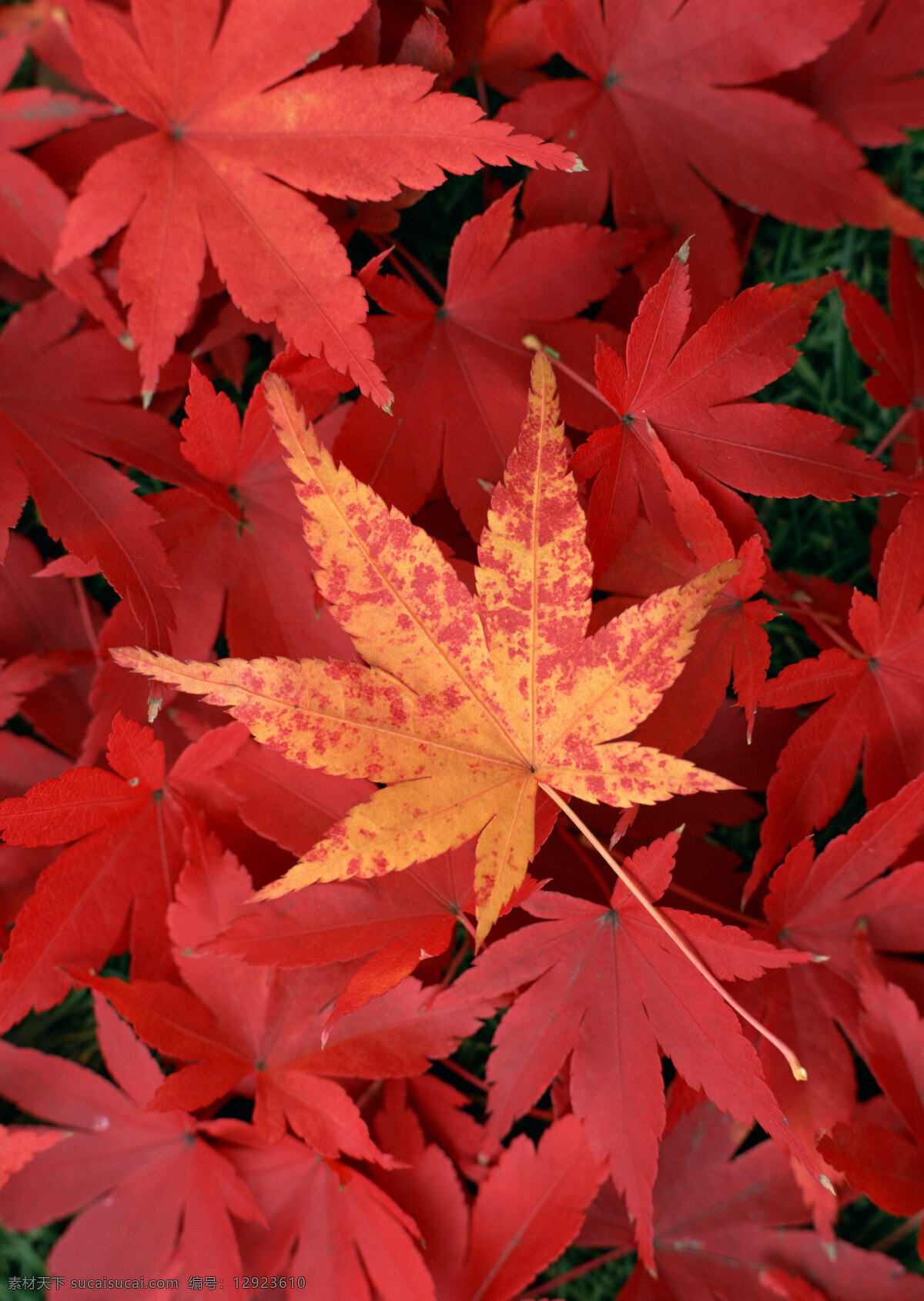 满地红叶 红叶 红叶满地 枫叶 风景 树叶 叶片 叶子 植物 秋天 秋季 秋景 伤感 凋零 花草植物树木 生物世界 树木树叶