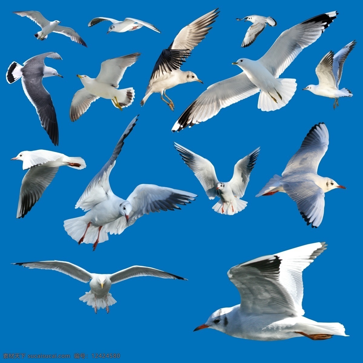 海鸥抠图总汇 海鸥 鸽子 鸟 白鸟 白鸽 自然景观