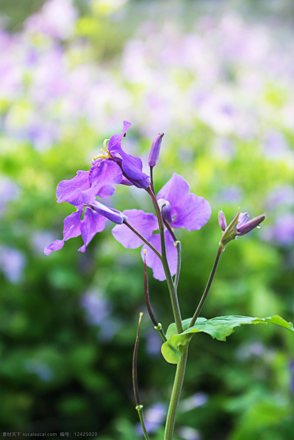 二月蓝 诸葛菜 十字花科 蓝紫色花 草本 二月兰 生物世界 花草