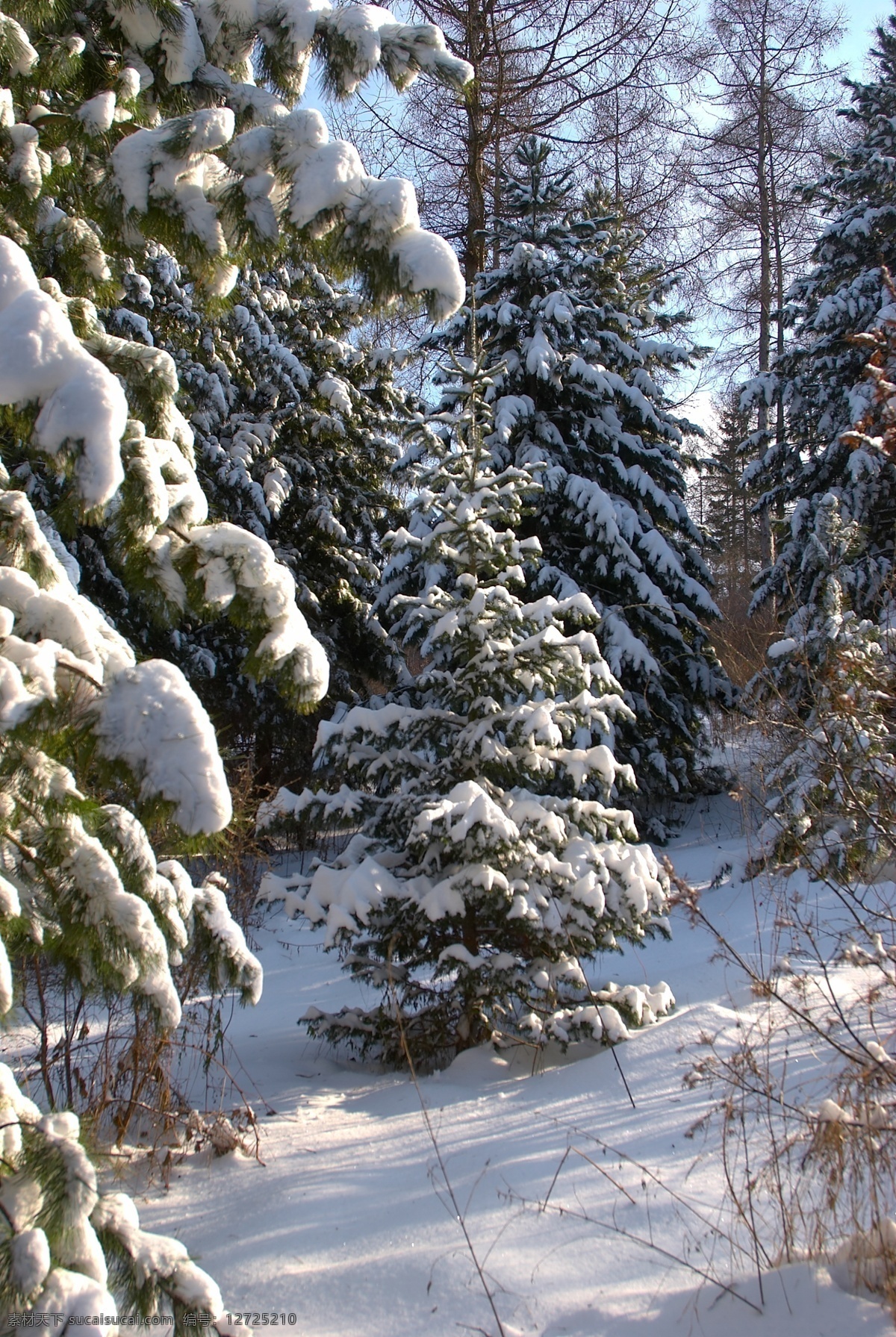 冬天 树林 雪景 冬天雪景 冬季 美丽风景 美丽雪景 树木 森林 白雪 积雪 风景摄影 雪景图片 风景图片