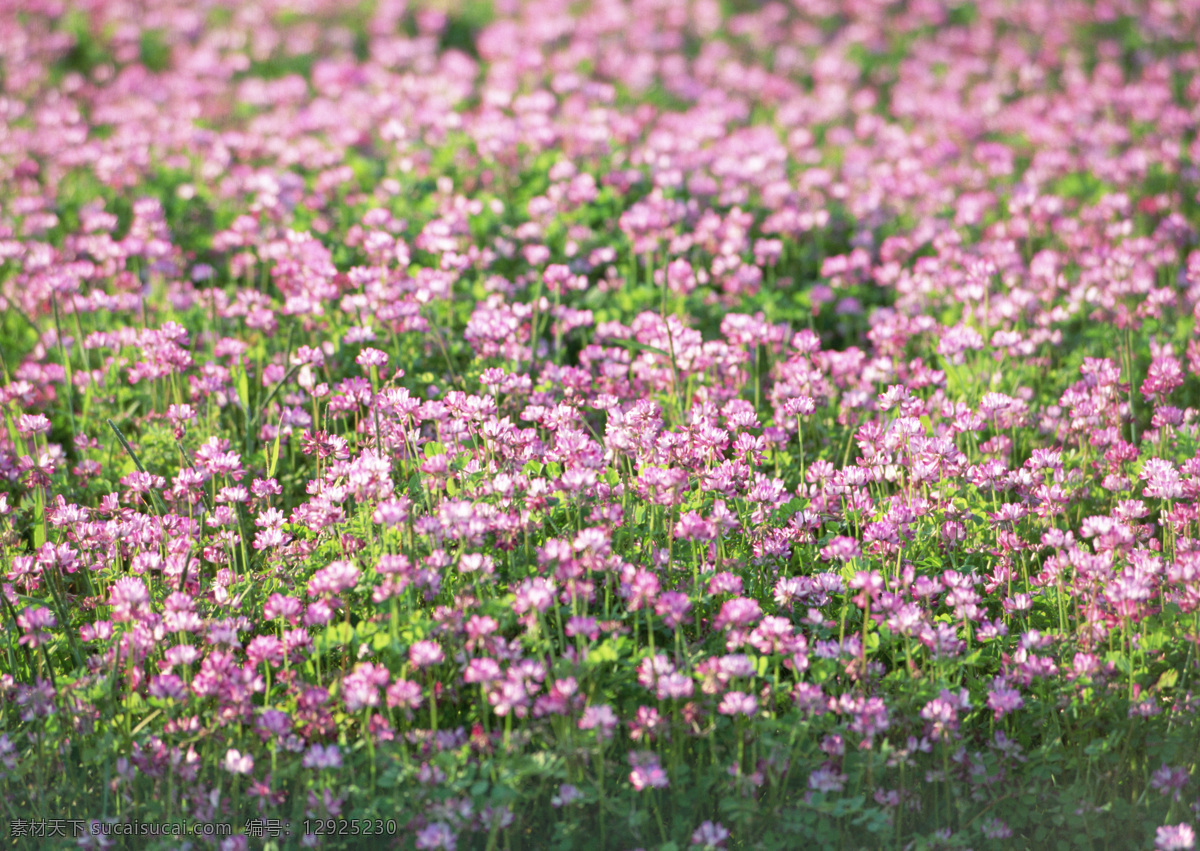 美丽 野花 美丽野花 小红花 鲜花 花朵 花瓣 鲜花素材 美丽植物背景 花草 生物世界 花草树木