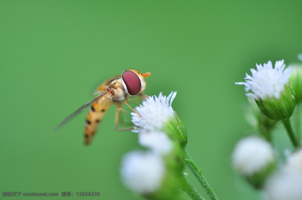 翅膀 昆虫 绿色 蜜蜂 生物世界 野花 采 蜜 采蜜的蜜蜂 采蜜 复眼 微距昆虫 psd源文件