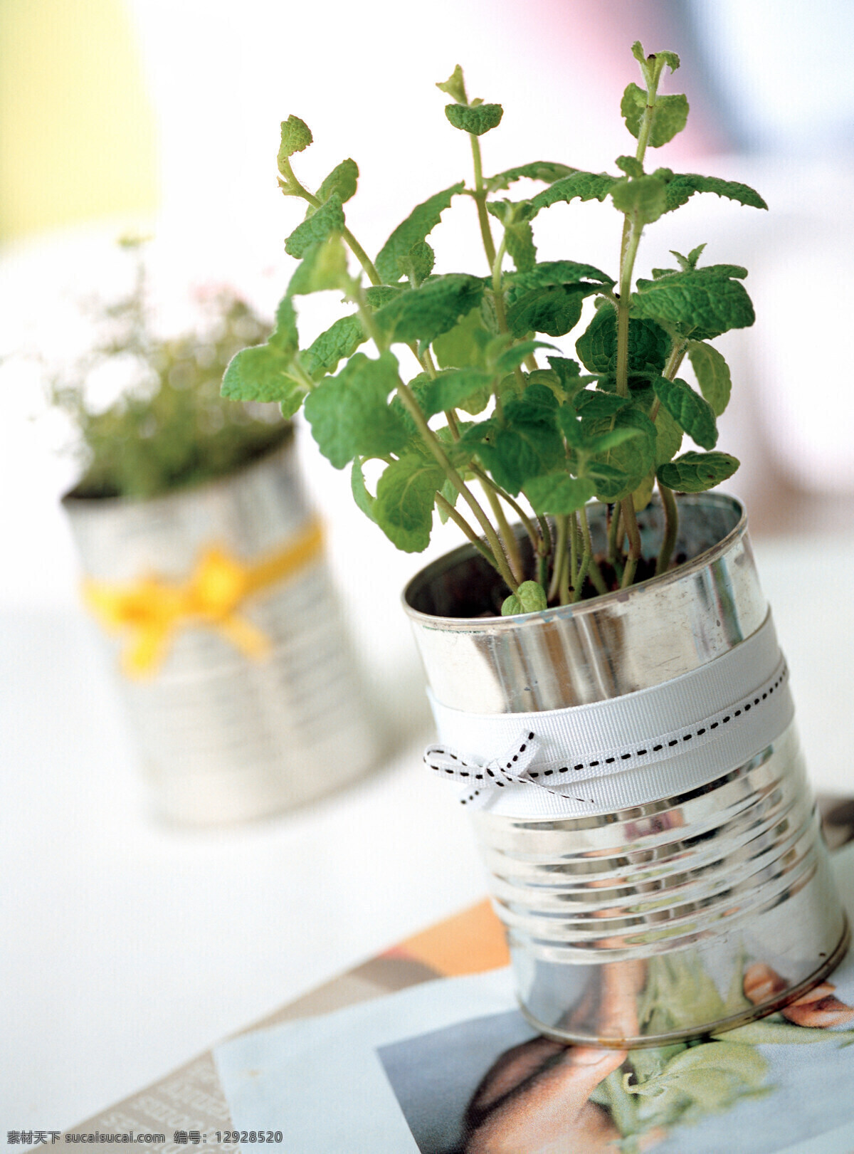 高清生活写真 生活写真 生活用品 种植 花草 植物 白色