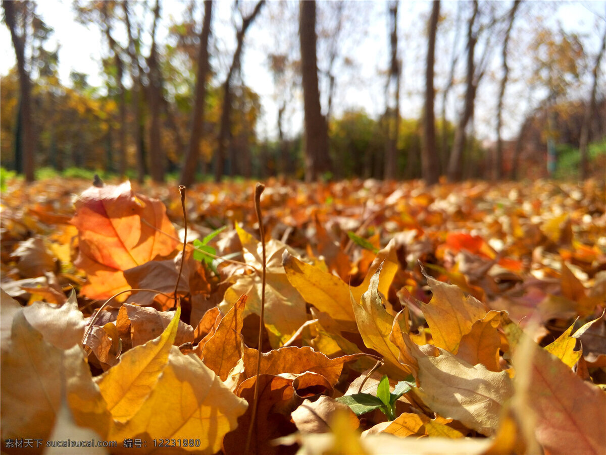秋天落叶唯美 秋天 落叶 秋季 秋 手机摄影 自然景观 自然风景