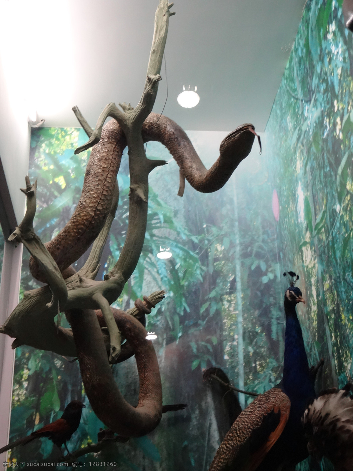 橱窗 孔雀 鸟 蛇 文化艺术 展览 蟒蛇模型 蟒 动物模型 动物标本 造景 展示 自然博物馆 家居装饰素材 展示设计