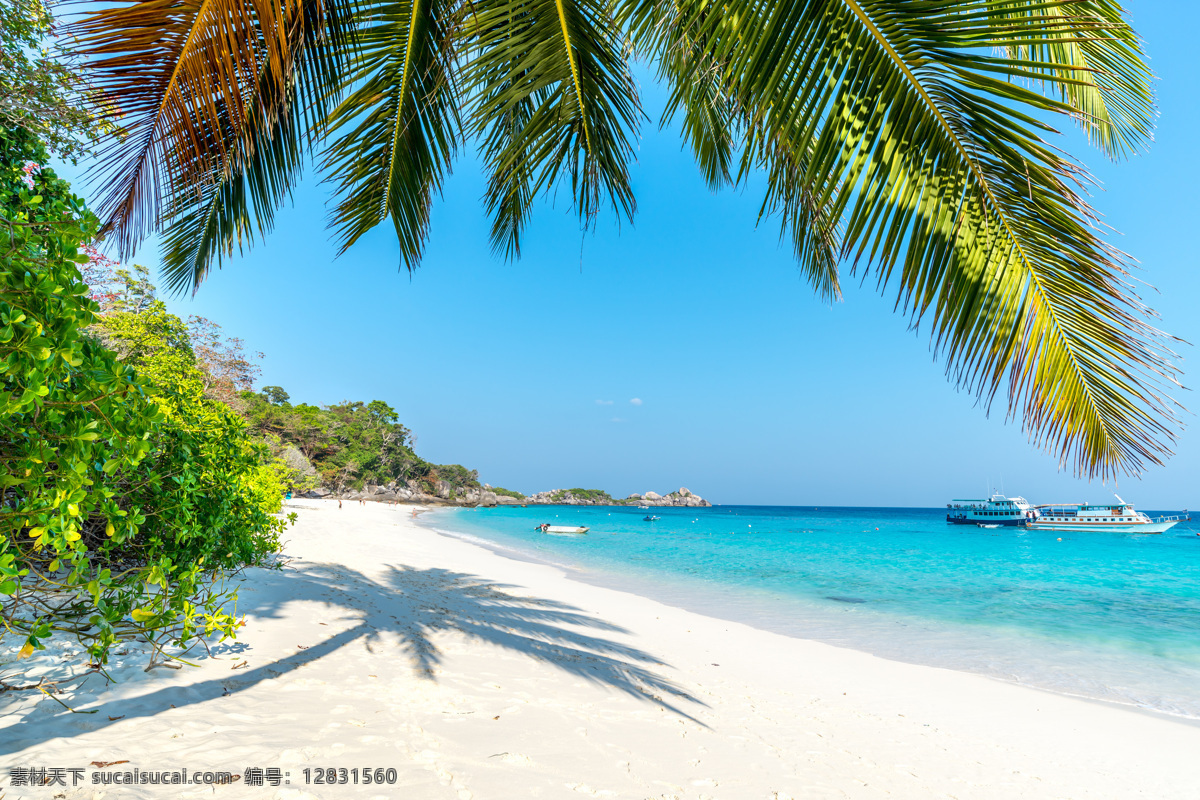 海滩 椰子树 高清 沙滩 海边 白色