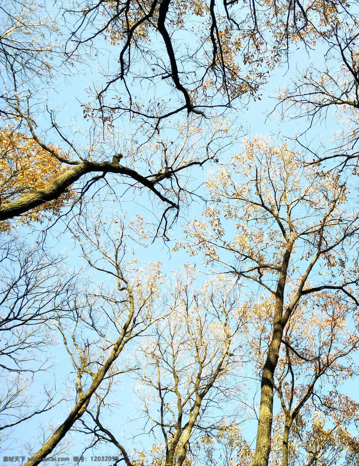 麻栎树冬景 麻栎树 树木 麻栎树图 麻栎树图片 风情树 蓝天树木 麻栎森林 麻栎风景 生物世界 树木树叶