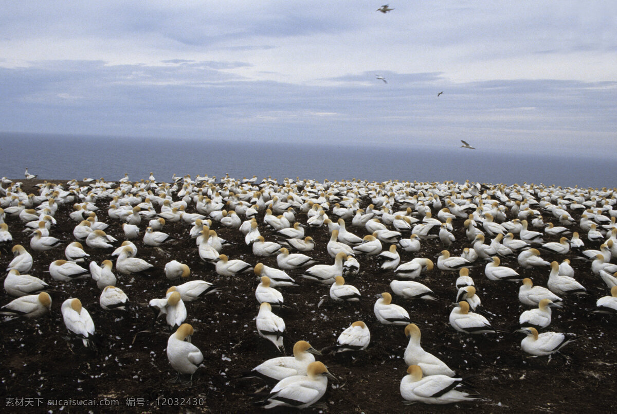 海滩 上 鸟群 飞禽 鸟类 小鸟 野生动物 动物世界 摄影图 陆地动物 生物世界