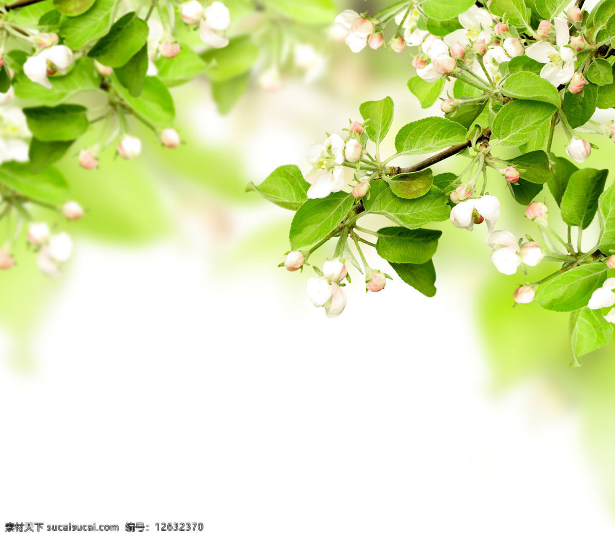 唯美 鲜花 背景 风景 季节 春天 春季 朦胧 光晕 花草树木 生物世界