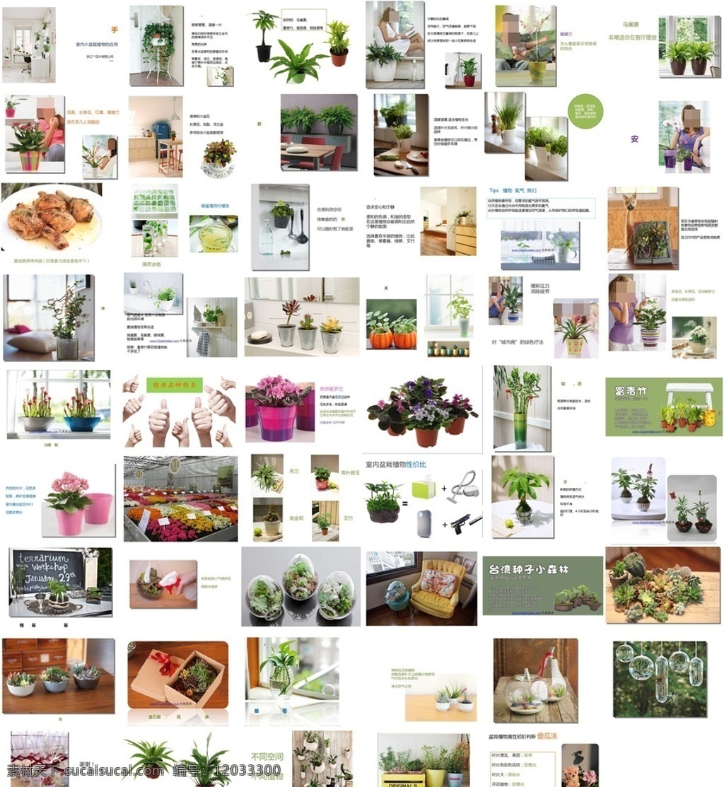 室内盆栽 室内 盆栽 植物 选择 图案 背景 线条 模板 幻灯 片源 文件库 自然 农业 多媒体