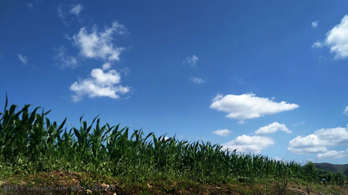 玉米地 蓝天 白云 茁壮 成长 旅游摄影 自然风景
