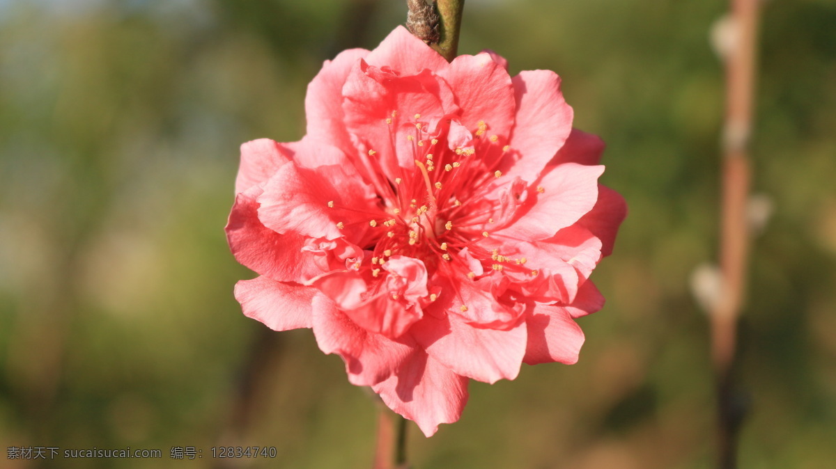 桃花 植物 花朵 种植 生物 业余摄影 花草 小乔木 桃花运 春天 桃红 生物世界 红色