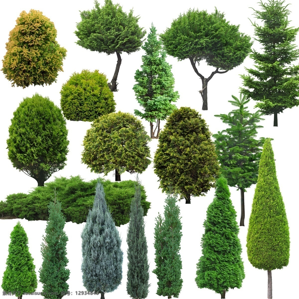 景观树 绿化树木 树素材 乔木 树 景观设计