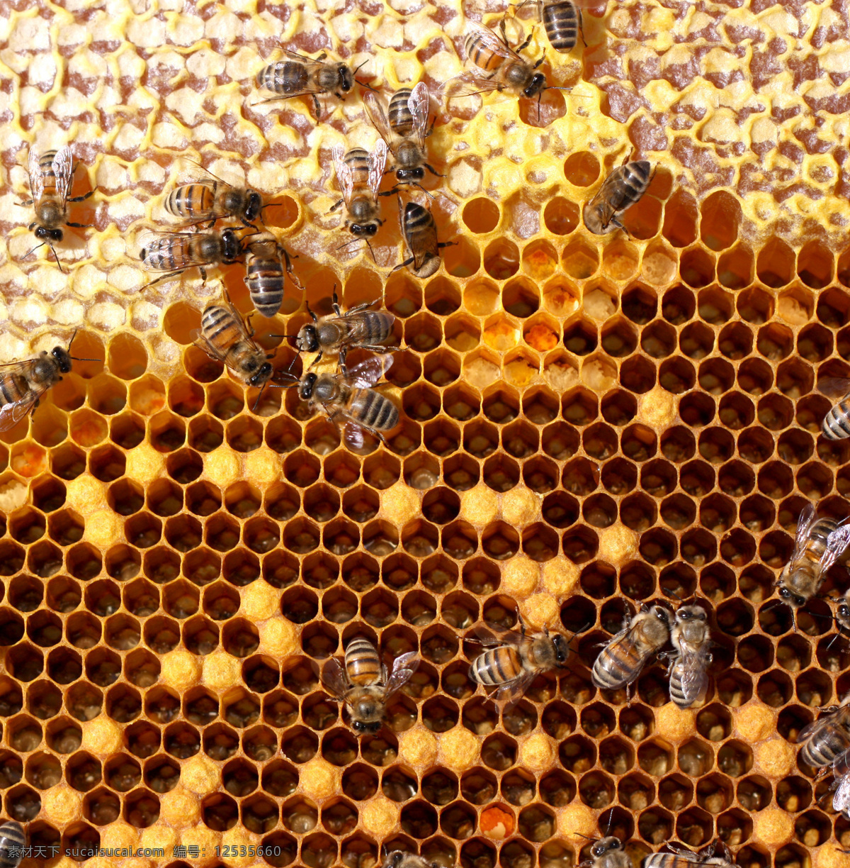 蜂窝 上 忙碌 蜜蜂 蜂蜜 蜂胶 黄色 补品 昆虫世界 生物世界