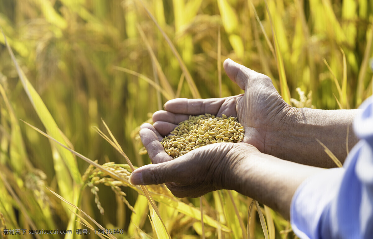 丰收 水稻 食物 农作物 农田 乡村风采 现代科技 农业生产