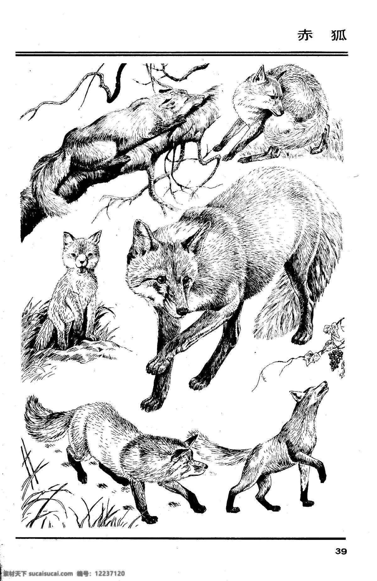 画兽谱37 赤狐 百兽 兽 家禽 猛兽 动物 白描 线描 绘画 美术 禽兽 野生动物 画兽谱 狐狸 狐 生物世界 设计图库