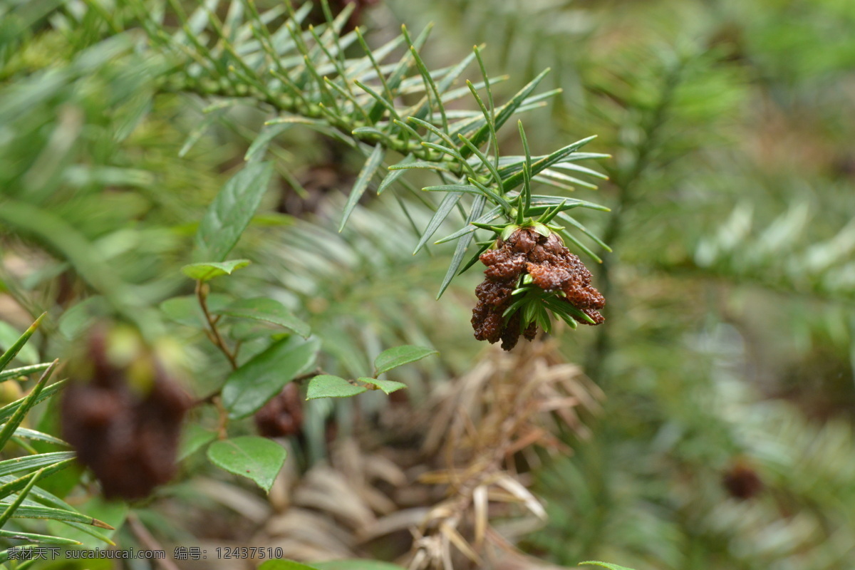 松花 成熟松花 松枝 松叶 烂枝头 针叶松 花草 生物世界 绿色